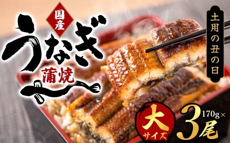 【土用の丑の日までにお届け！】国産 大型サイズ ふっくら柔らか 国産うなぎ蒲焼き 3尾 化粧箱入 先行予約 国産 うなぎ ウナギ 鰻 蒲焼 土用の丑の日 丑の日 