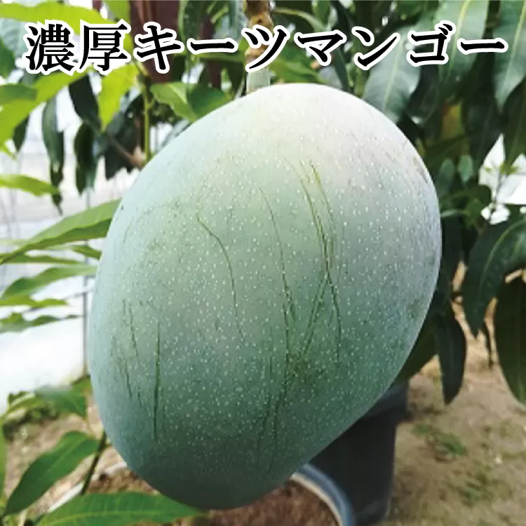 【希少マンゴー】濃厚キーツマンゴー　約1kg(1〜2玉)