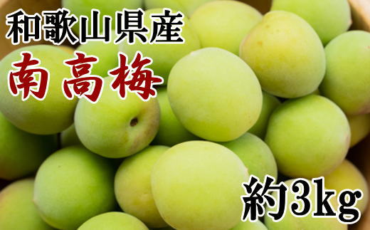 食品 和歌山県産南高梅 キズあり 綺麗め7kg