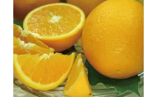 バレンシアオレンジ[約7kg]湯浅町田村産春みかん春かんきつ(無選別・果実サイズ混合)　※2025年6月中旬～2025年7月下旬頃に順次発送