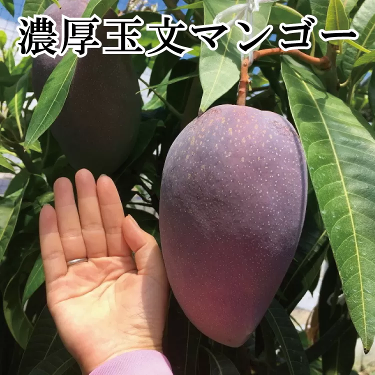 【希少マンゴー】濃厚玉文マンゴー　約1kg(1〜2玉)