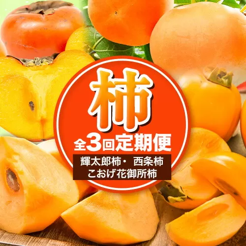 [先行予約][全3回定期便]八頭の柿スペシャルコース [10月上旬-12月下旬頃出荷]JA鳥取いなば 鳥取県 八頭町 柿 かき 果物 フルーツ 定期便 頒布会 輝太郎柿 西条柿 こおげ花御所柿