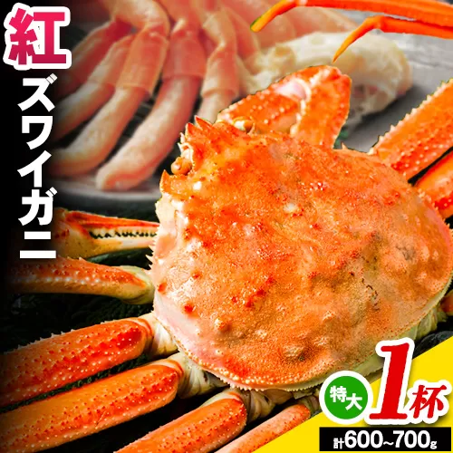 蟹 蟹セレブ 紅ズワイガニ サイズ 特大 1杯（600〜700g×1） giverichホールディングス《10月上旬-5月下旬頃出荷》鳥取県 八頭町 蟹 かに カニ 紅ズワイガニ 紅ズワイ 送料無料