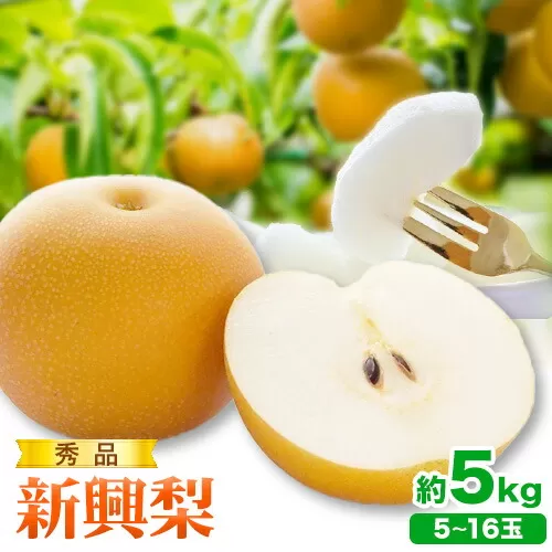 【2026年先行予約】秀品 新興梨 約5kg (5~16玉) 高間商店《2026年10月上旬-12月上旬頃出荷予定》鳥取県 八頭町　八頭 梨 なし ナシ 果物 フルーツ 秀品　高間商店　新興梨　ふるさと納税　甘い　果汁　果実　くだもの