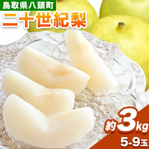 梨 二十世紀梨 約3kg (5〜9玉入り) 旬菜まるや 《2026年9月中旬-10月上旬頃出荷》 鳥取県 八頭町 送料無料 なし 二十世紀 果物 フルーツ お取り寄せ 3kg