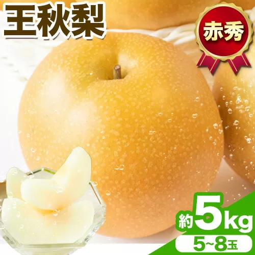 【先行予約】王秋梨 赤秀 約5kg (5~8玉) JA鳥取いなば《10月下旬-11月中旬頃出荷》鳥取県 八頭町 梨 なし ナシ 果物 フルーツ  ふるさと納税 送料無料 王秋梨 果実 果汁 常温便