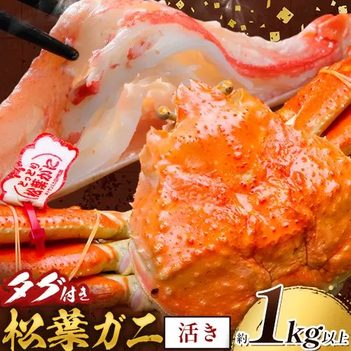 かに タグ付き 松葉ガニ 約1kg 以上 活き 《11月上旬-4月中旬頃出荷》お魚センターみくりや 鳥取県 八頭町 蟹 かに カニ 鍋 松葉ガニ 送料無料