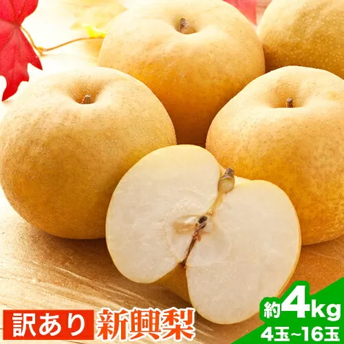 【2026年先行予約】訳あり 新興梨 約4kg (4~16玉) 高間商店《2026年10月上旬-11月下旬頃出荷予定》鳥取県 八頭町 梨 なし ナシ 果物 フルーツ 厳選 訳あり 送料無料 新興梨 甘い 果実 果汁 高間商店