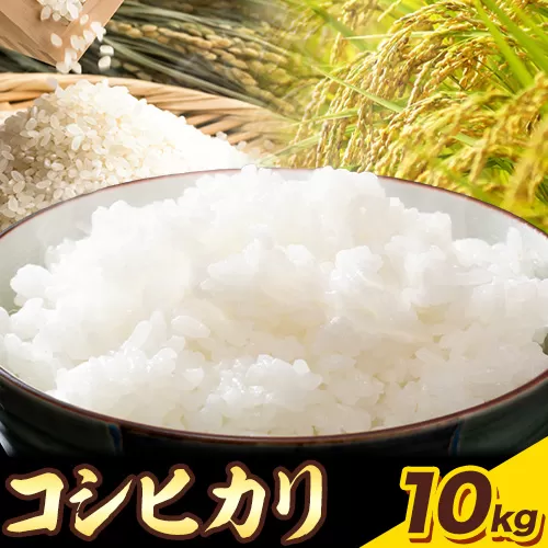 特別栽培米 コシヒカリ 10kg（5kg×2袋）有限会社 田中農場《90日以内に出荷予定(土日祝除く)》鳥取県 八頭町 米 お米 ご飯 送料無料