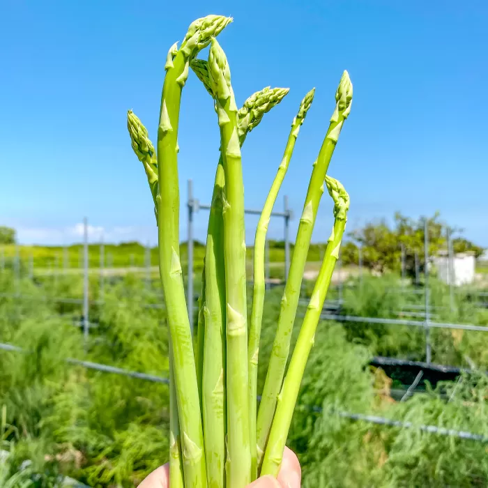 きのこの廃菌床で育てたアスパラガス１年苗【家庭菜園 苗 アスパラガス ウェルカム 多年草】