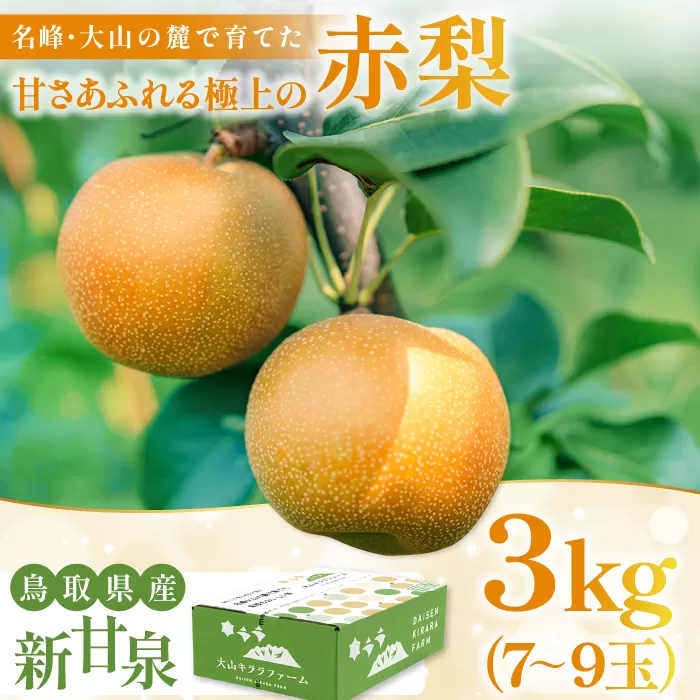新甘泉3kg箱(鳥取県大山町産梨)【梨 新甘泉 先行予約 季節限定 赤梨 3kg 7玉～9玉 なし 期間限定 果物 フルーツ くだもの 数量限定】