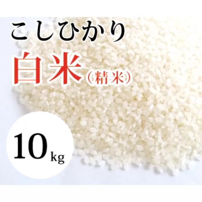大山の一粒 白米 10kg【米 10kg 10キロ こめ コメ 先行予約 お米 白米 精米 こしひかり コシヒカリ ごはん ライス kome 国産 お取り寄せ 鳥取県 大山町】