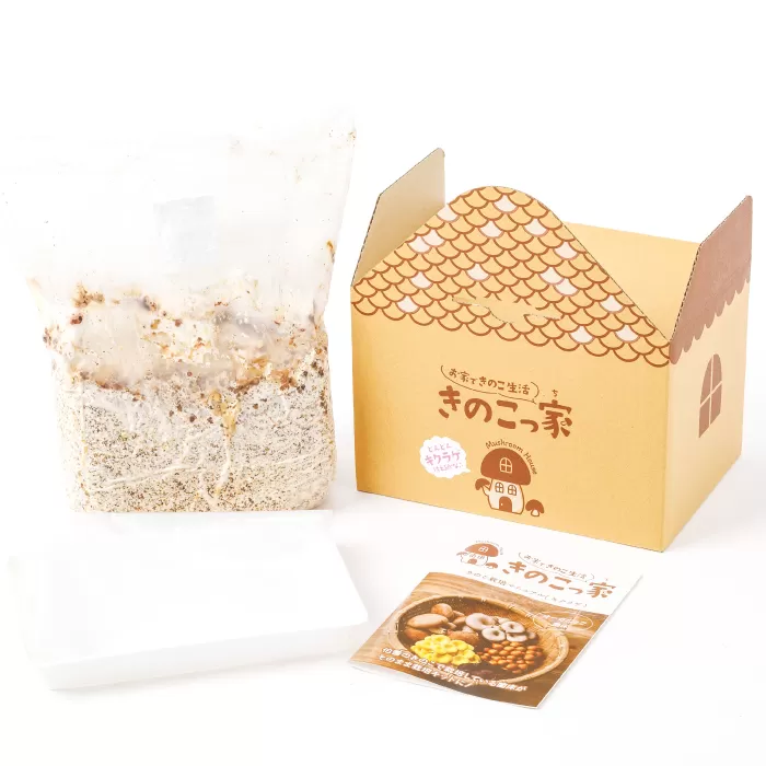 おうちで楽しむ　きくらげ栽培キット　きのこっ家【きのこ きくらげ 木耳 栽培 キット 菌床 1個】