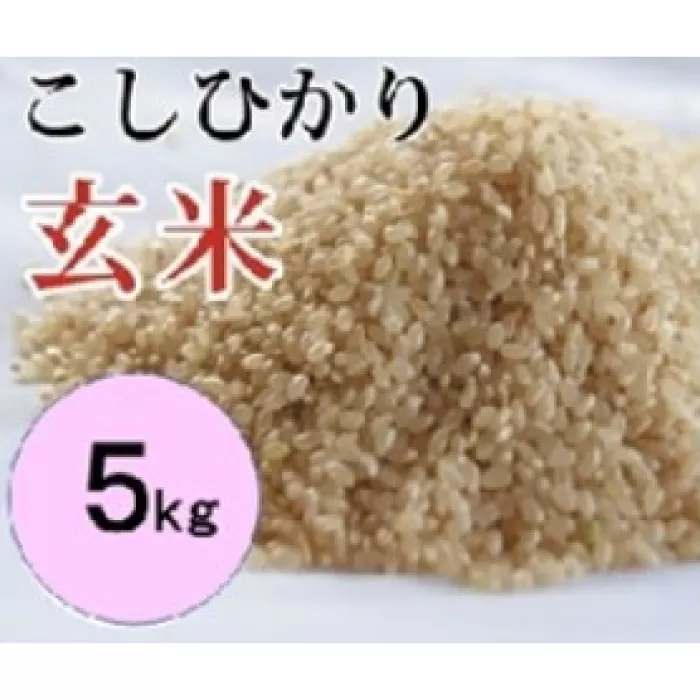 大山の一粒 玄米 5kg【玄米 5kg 5キロ こめ コメ げんまい ゲンマイ 先行予約 お米 こしひかり コシヒカリ ごはん ライス 国産 お取り寄せ 鳥取県 大山町】
