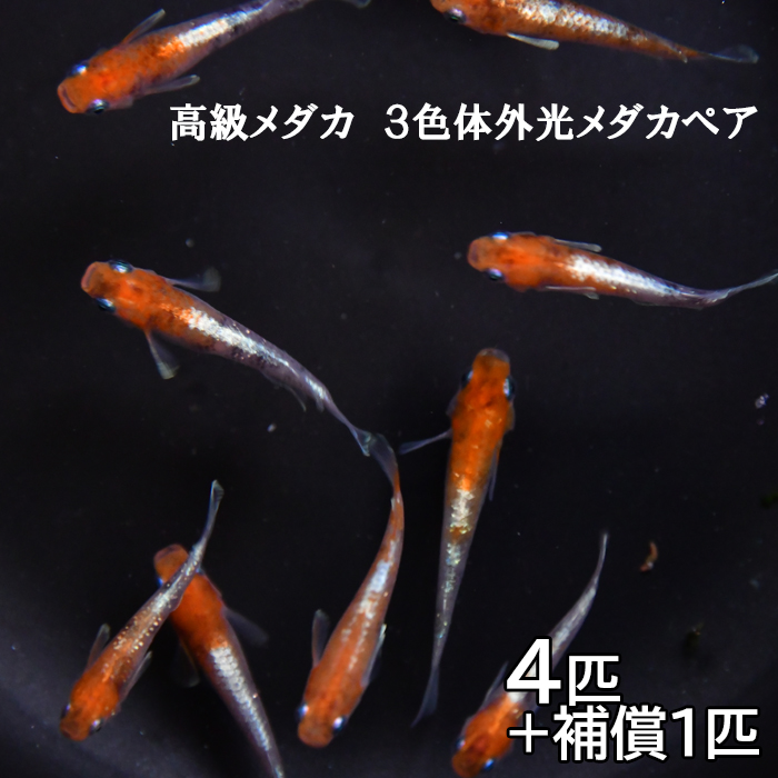ME03：高級メダカ 3色体外光メダカペア｜日吉津村｜鳥取県｜返