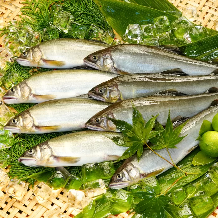 日野川育ちの「夏香鮎」瞬間冷凍1kg(約12～14尾）