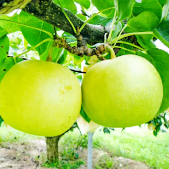 【期間限定】鳥取県産 二十世紀梨 “赤秀” 3kg（8〜9玉/4L～3Lサイズ）