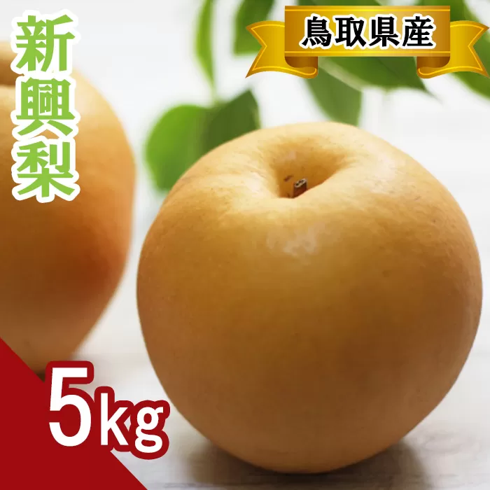 新興梨　5kg