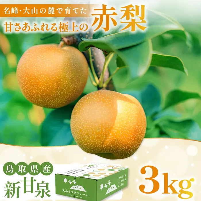 新甘泉3kg箱(鳥取県大山町産梨)【梨 新甘泉 赤秀 先行予約 季節限定 赤梨 3kg 5玉～8玉 なし 贈答用 期間限定 果物 フルーツ くだもの 数量限定】