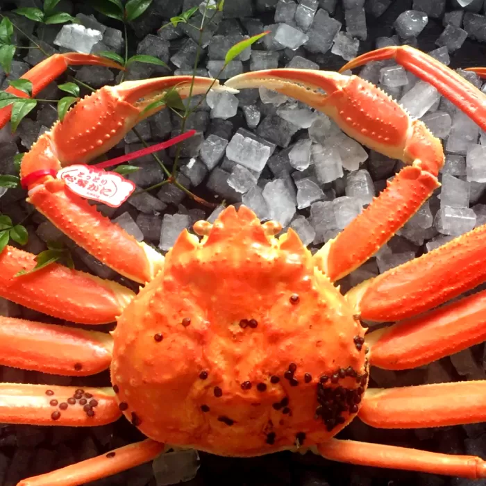 鳥取県産 訳あり蒸し松葉ガニ 大