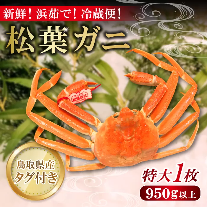 鳥取県産 タグ付き松葉ガニ 特大