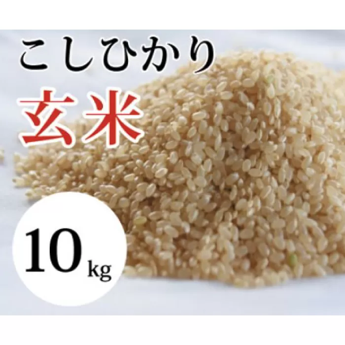 大山の一粒 玄米 10kg【玄米 10kg 10キロ こめ コメ げんまい ゲンマイ 先行予約 お米 こしひかり コシヒカリ ごはん ライス 国産 お取り寄せ 鳥取県 大山町】