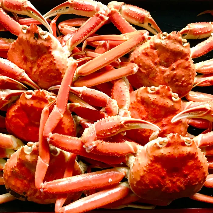 訳あり 紅ずわいがに（5枚～10枚）3kg