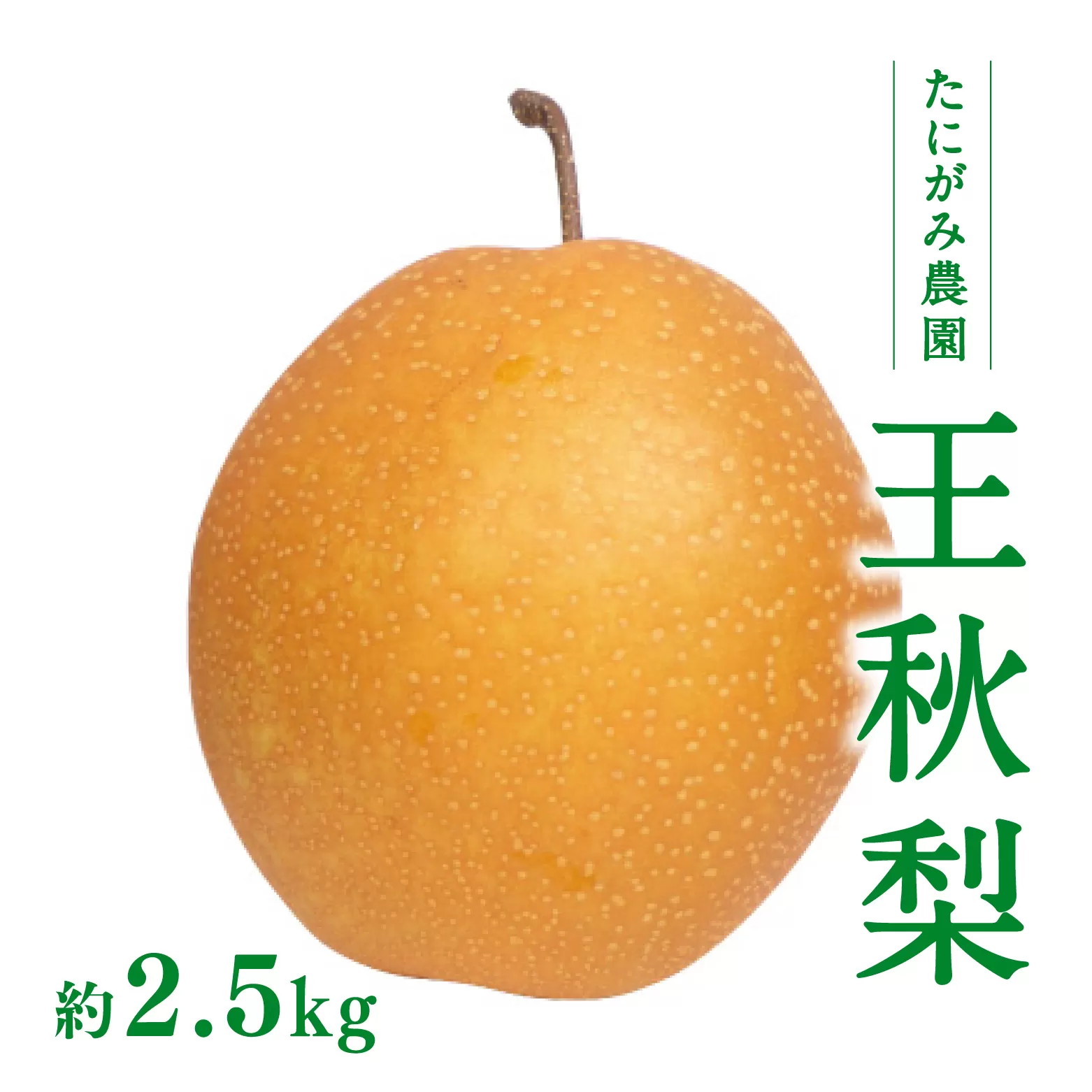 たにがみ農園 王秋梨 2.5kg (3玉〜7玉) 梨 なし フルーツ 果物 くだもの 鳥取県 佐治 梨 なし ナシ