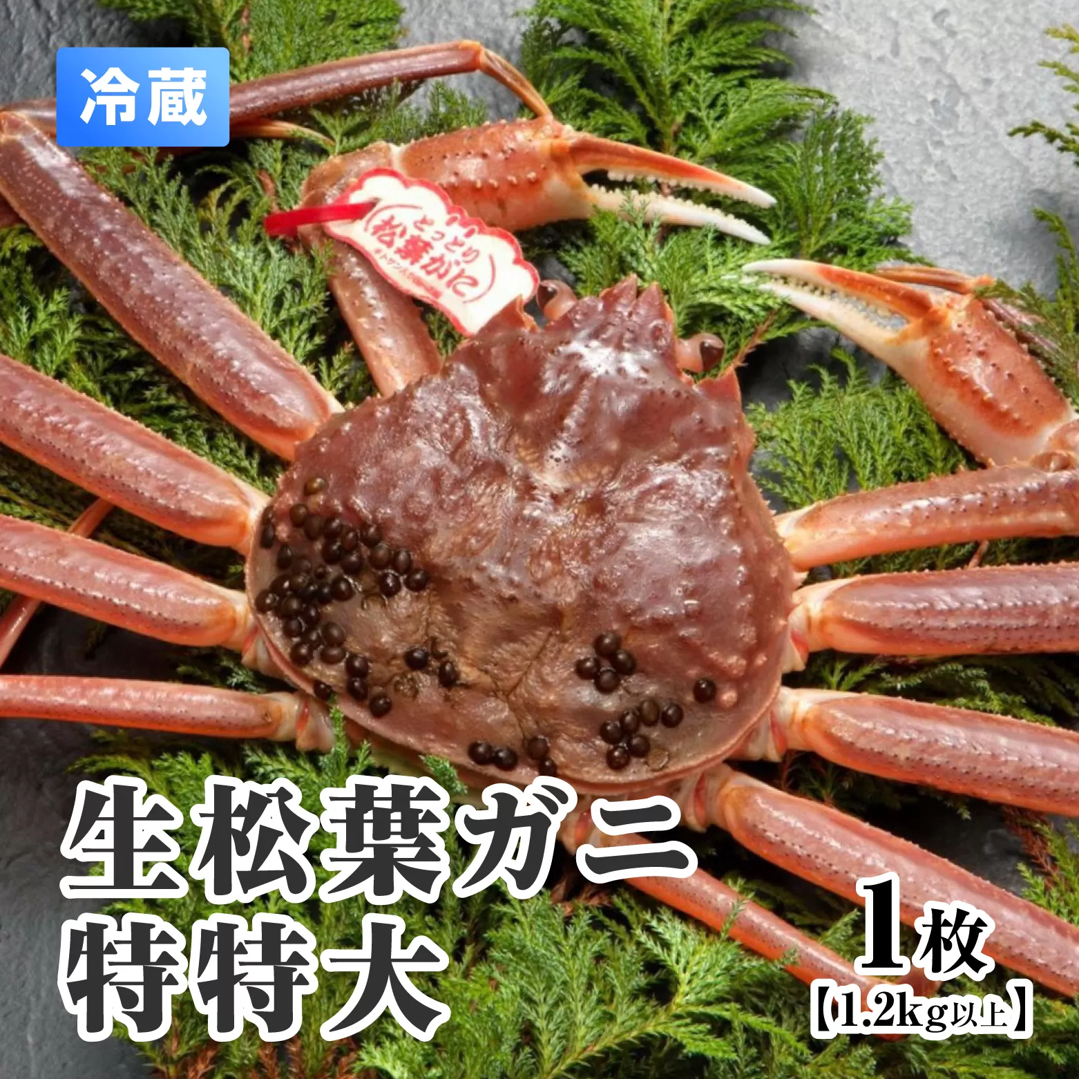【離島発送不可】活松葉ガニ 特特大 【1枚・1.2kg以上】 川口商店 松葉ガニ 松葉がに かに 蟹 カニ 鳥取県境港 鳥取県日野町