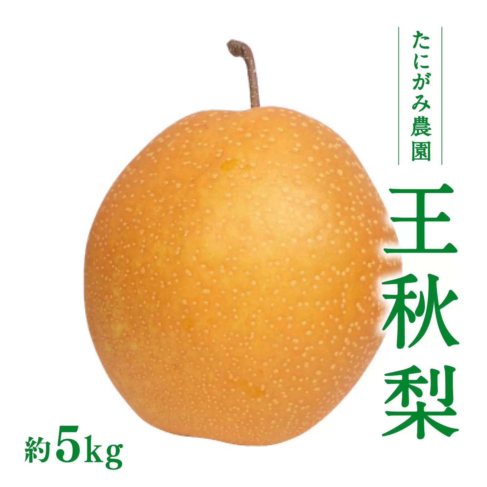 たにがみ農園 王秋梨 5kg (7玉〜14玉) 梨 なし フルーツ 果物 くだもの 鳥取県 佐治 梨 なし ナシ