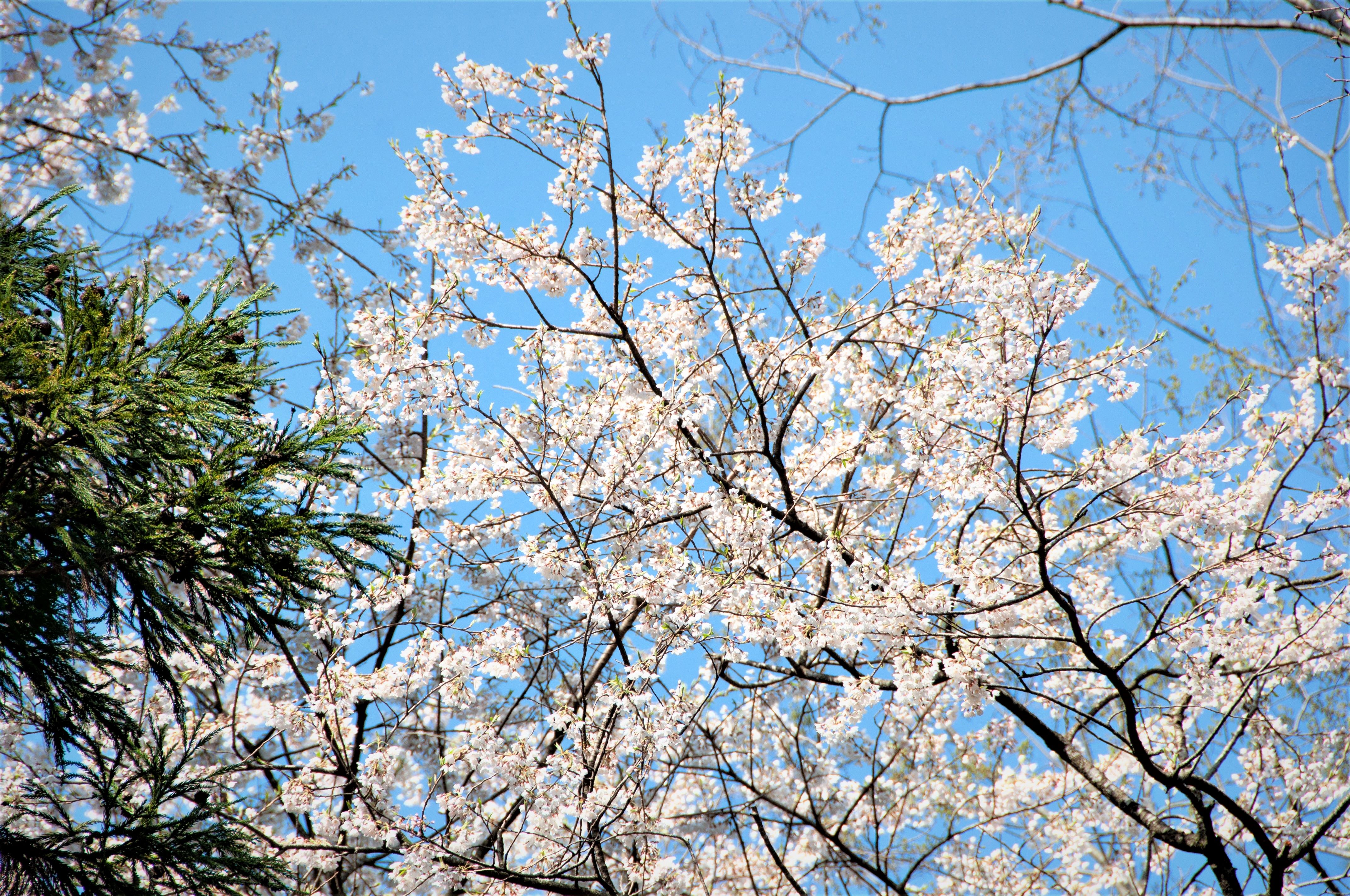 明神桜の開花