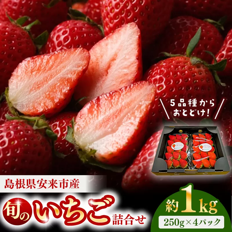 【早期予約】 農場長厳選の美味しいいちご 1000g【250g×4パック 苺 紅ほっぺ かおり野 よつぼし スターナイト やよいひめ お任せ 詰め合わせ 島根県 安来市産】