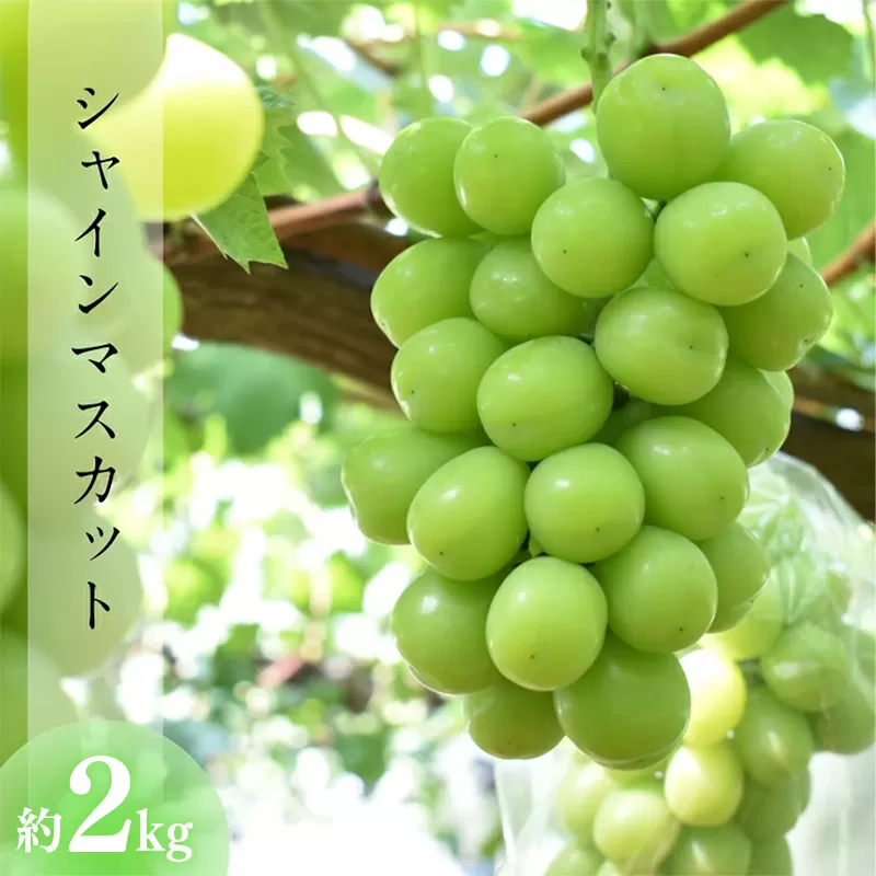 【先行予約】 シャインマスカット 約2kg【3～4房 期間 限定 先行 予約 先行受付 ぶどう 厳選 2026年発送 皮ごと 甘い 緑 みどり 種なし 大きい 島根県 安来市】【22-JY-07】