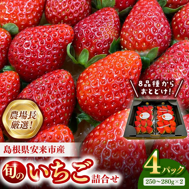 【先行予約】農場長厳選の美味しいいちご 約1kg【 4パック 苺 詰め合わせ 厳選 フルーツ 果物 かおり野 紅ほっぺ よつぼし スターナイト すず あまえくぼ マロンベリー はるひ デザート 甘味 セット 化粧箱 島根県 安来市 安来市産】【18-MS-17】