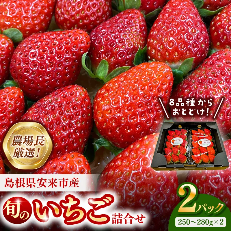 【先行予約】農場長厳選の美味しいいちご 約500g【 2パック 苺 詰め合わせ いちご イチゴ 果物 フルーツ 甘味 甘酸っぱい かおり野 紅ほっぺ よつぼし スターナイト すず あまえくぼ マロンベリー はるひ デザート 島根県 安来市産 安来市】【11-MS-16】