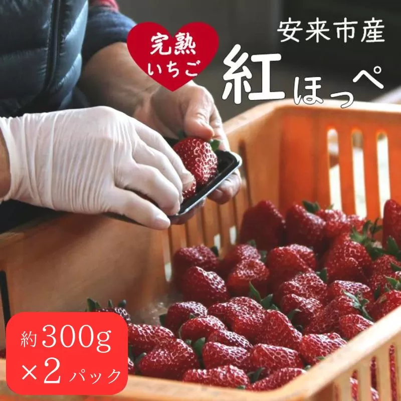 いちご 紅ほっぺ 2パックセット［島根県安来産　完熟イチゴ］【 先行予約 受付 完熟 苺 島根県産 甘い 人気 特産品 高級 フルーツ デザート 】