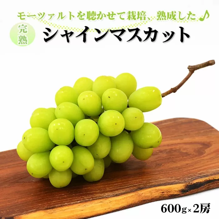 シャインマスカット600g×2房　【1.2kg 冷蔵 ギフト 国産  葡萄  お取り寄せ  】