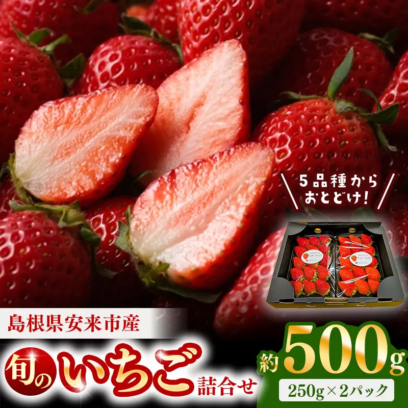 【早期予約】 農場長厳選の美味しいいちご 500g【250g×2パック 苺 紅ほっぺ かおり野 よつぼし スターナイト やよいひめ お任せ 詰め合わせ 島根県 安来市産】