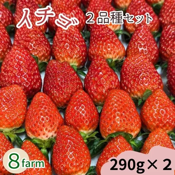 【先行予約】イチゴ2品種セット【食べ比べ いちご 約290g×2パック 苺 冷蔵 安来】【10-FA-02】