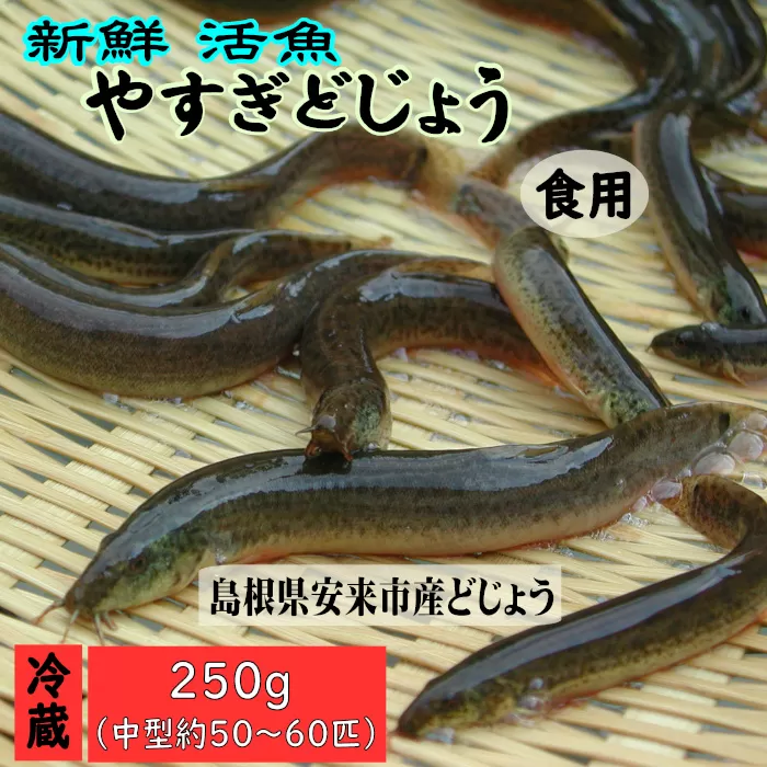 やすぎどじょう250g(女子高生制作どじょう料理レシピBOOK付き)[どじょう 活魚 生きたまま 食用]