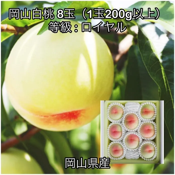 岡山白桃8玉(1玉200g以上)ロイヤル 化粧箱入り岡山県産
