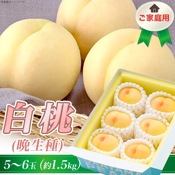 ご家庭用 白桃(晩生種) 5～6玉（約1.5kg）【27年8月上旬以降に順次発送】