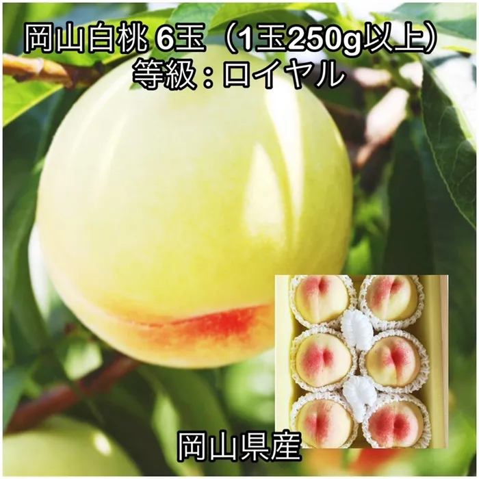 岡山白桃6玉(1玉250g以上)ロイヤル 化粧箱入り岡山県産