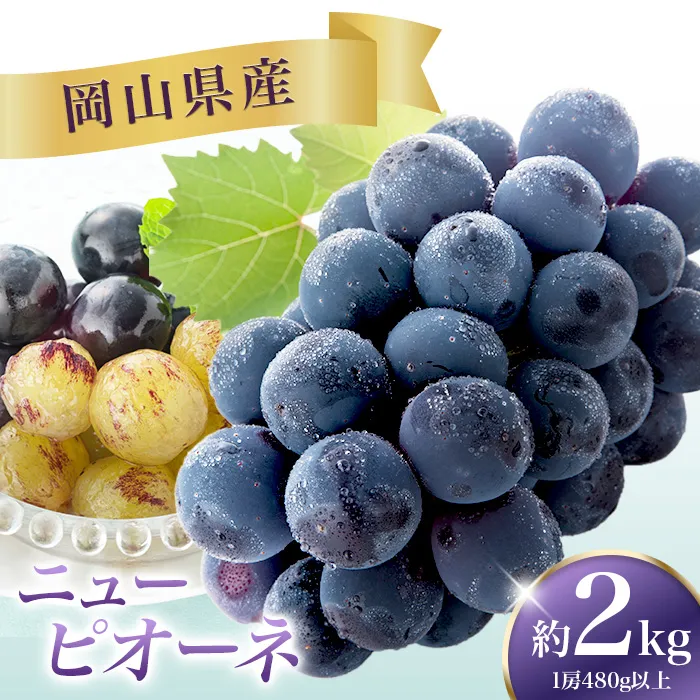 ニューピオーネ 4房(1房480g以上)【2026年8月下旬～10月上旬発送予定】