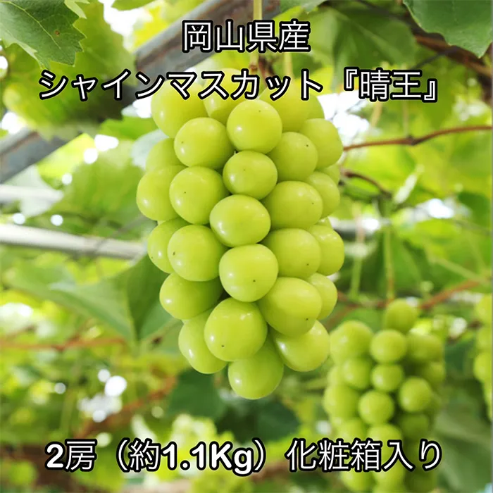 シャインマスカット「晴王」2房（約1.1㎏）化粧箱入り 岡山県産