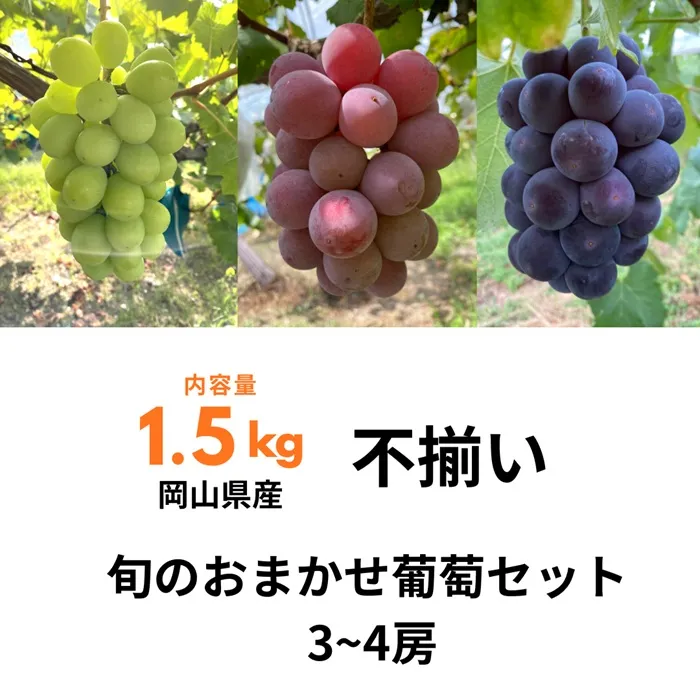 ぶどう食べ比べセット 3～4房 1.5kg 訳あり 不揃い 家庭用 旬 岡山県産