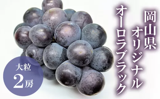 オーロラブラック 2房(1房480g以上) 化粧箱入り【2026年8月下旬～9月下旬発送予定】