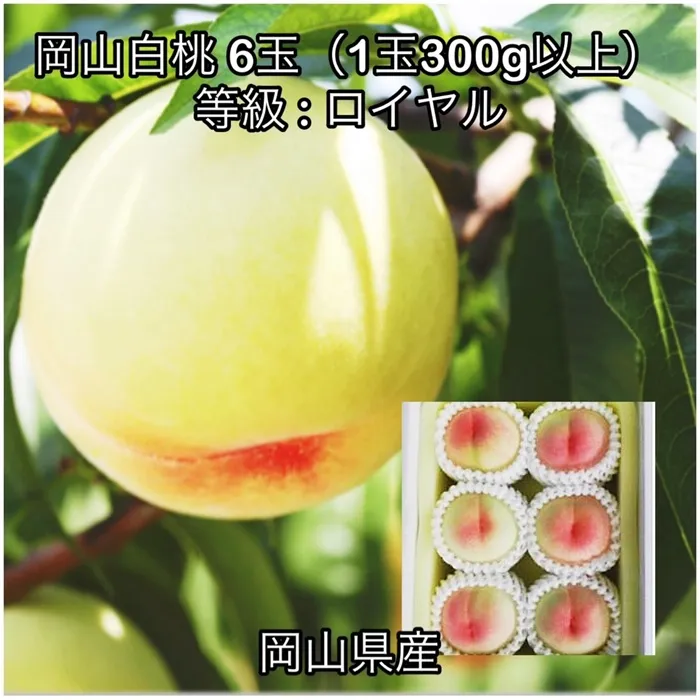 岡山白桃6玉(1玉300g以上)ロイヤル 化粧箱入り岡山県産