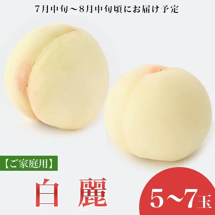 【ご家庭用】岡山白桃 白麗 5～7玉【2027年7月中旬頃から順次発送】