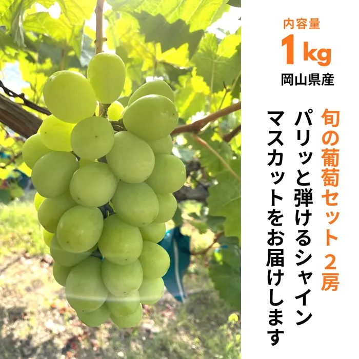 ぶどうセット 2房（シャインマスカット1房+おすすめ品種1房）1kg 旬 岡山県産